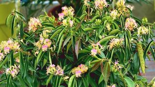 Lonicera acuminata ‘Venloma’ Marinella®, des pépinières La Forêt, est lauréat Innovert en catégorie « Pépinière ». ©SDV – Destination Angers Lonicera acuminata ‘Venloma’ Marinella®, des pépinières La Forêt, est lauréat Innovert en catégorie « Pépinière ». ©SDV – Destination Angers
